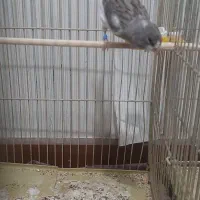 ۱ساله|پرنده|پاکدشت, پاکدشت (مامازند)|دیوار