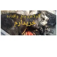 گاو،گوساله