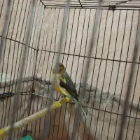 قناری نر|پرنده|برازجان, |دیوار