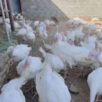 بوقلمون برنز و بیوتی و برنز|حیوانات مزرعه|دهگلان, |دیوار