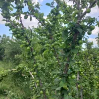 باغ میوه|فروش زمین و ملک کلنگی|قم, آزادگان|دیوار