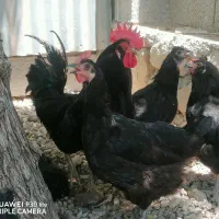 مرغ  و خروس محلی(ریشی.. گردن لخت)