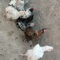 مرغ وخروس گلین|حیوانات مزرعه|شیراز, شهرک گلها|دیوار