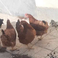 فروش مرغ تخمگذار. پا پر  و محلی تخم مرغ بزرگ