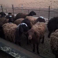 فروش ۲۱عدد بره ماده قوچ خورده