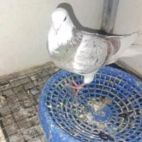 کبوترشازده نر گرفتنی|حیوانات|گنبد کاووس, |دیوار