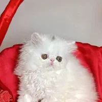 بچه گربه های همه نوع نژاد iran cats