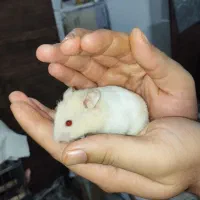 همستر|موش و خرگوش|محمدیه-قزوین, |دیوار