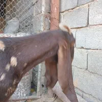 بز پاکستانی اصل جوان  درشت دقلو  آبستن|حیوانات مزرعه|قره چای, |دیوار