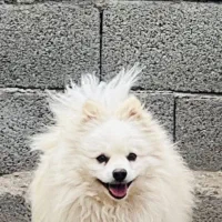 سگ پامر|سگ|اهواز, امانیه|دیوار