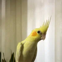 عروس هلندی سه ماهه|پرنده|بهارستان, |دیوار