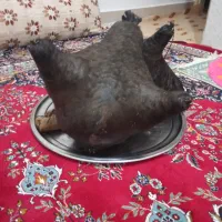 دو عدد هیزه نو