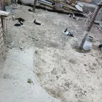 حراج حراج فروش خرگوش