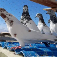 کبوتر ماده