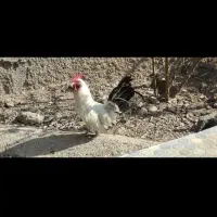 دوعدد خروس مینیاتوری 2|حیوانات مزرعه|پاکدشت, پاکدشت (مامازند)|دیوار