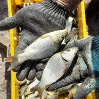 بچه ماهی کپور ، قزل آلا ، سفید ،خوراک ماهی، هواده