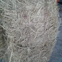 کاه( سرچین )|لوازم جانبی حیوانات|رشت, کوی جام جم|دیوار