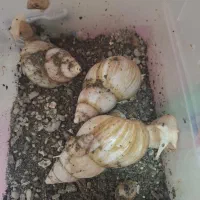 حلزون آلبینو مولد|خزنده|مشهد, سمزقند|دیوار