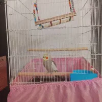 عروس هلندی نر یک ساله