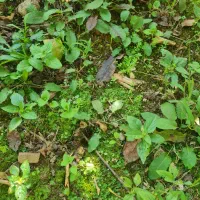 خاک باغچه.خاک برای پر کردن کوچه یا چاله