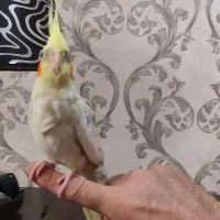 عروس هلندی ماده|پرنده|سهند, |دیوار