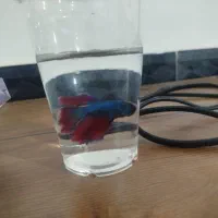 فروش ماهی زینتی