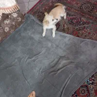 سگ اشپیتز پامر