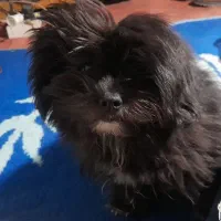 بسیاربازیگوش حرف گوش کن