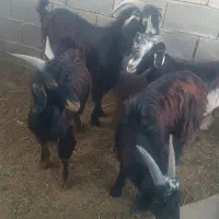 چهار کهره نرچاق وسرحال|حیوانات مزرعه|برازجان, |دیوار