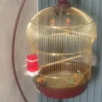 عروس هلندی سخنگو|پرنده|دورود, |دیوار