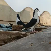 نروماده سیاپاک