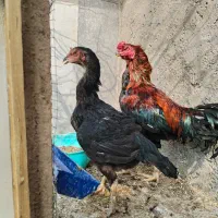 مرغ|حیوانات مزرعه|مشهد, گرجی علیا|دیوار