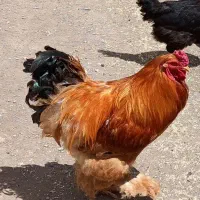 خروس برهما