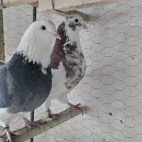 کبوتر کبوتر کبوتر کفتر