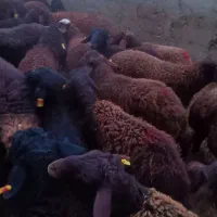 بره غزل افشار م|حیوانات مزرعه|قرچک, داوود آباد|دیوار