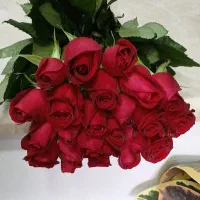 گل رز هلندی محصول باکیفیت|گل و گیاه طبیعی|تهران, نیلوفر|دیوار