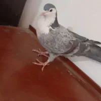 کفتر ریش|پرنده|کرباسک, |دیوار