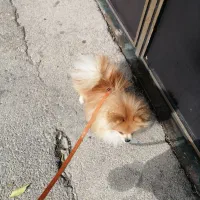 پامر پسر سه ساله