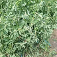 جعفری و شنبلیله تروتازه