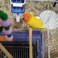 با سلام یک جفت طوطی برزیلی|پرنده|زرند, |دیوار