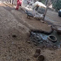 قوغاز نرو ماده|حیوانات مزرعه|مینودشت, |دیوار