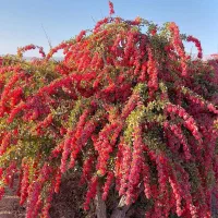 نهالستان ایران نهال شماره تماس
