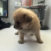 سگ اشپیتز پامر