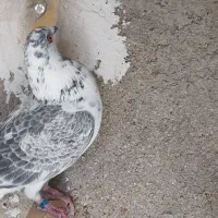 کفتر کبوتر بزک سینه سفید|پرنده|شیراز, دشت چنار|دیوار