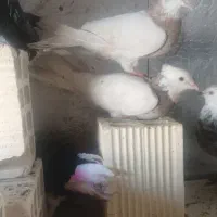 یک جفت کبوتر طوقی