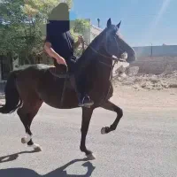 حیوانات|اسب و تجهیزات اسب‌سواری|زرند, |دیوار