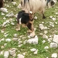 بز بیگ تیشتر معاوضه با متور سه چرخ