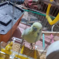 دو عدد مرغ عشق نر ماده