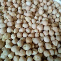 فروش نخود محلی