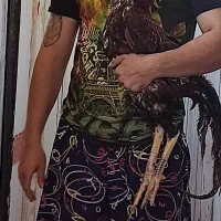 خروس|حیوانات مزرعه|امیدیه, |دیوار